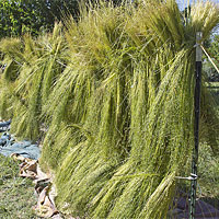 Linen is made out of fibers from flax. plants
