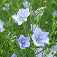Linen is made out of fibers from flax. plants